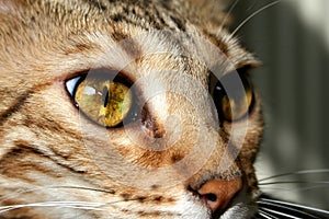 Bengal cat: Bengal cat eyes closeup
