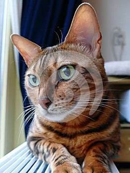 Bengal cat: Bengal cat head looking shy away from camera