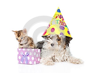 Bengal cat and Biewer-Yorkshire terrier puppy with birthday hat. isolated