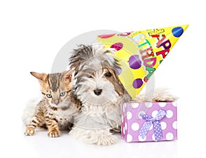 Bengal cat and Biewer-Yorkshire terrier puppy with birthday hat. isolated on white