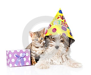 Bengal cat and Biewer-Yorkshire terrier puppy with birthday hat on white