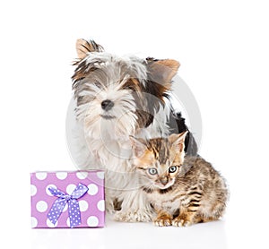 Bengal cat and Biewer-Yorkshire terrier puppy with gift box.