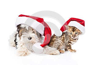 Bengal cat and Biewer-Yorkshire terrier puppy with red santa hat. isolated on white