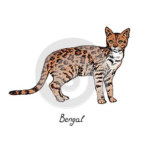 Bengal, cat breeds illustration with inscription, hand drawn colorful doodle, vector