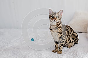 Bengal cat brown spotted