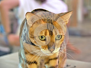 Bengal Cat in a camouflage scarf