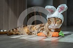 Bengal cat with a carrot toy and a headband with ears on his head