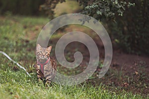 Bengal cat in the city park. He walking outdoors. Animals theme. Close up image. A domestic Bengal cat walks in park photo