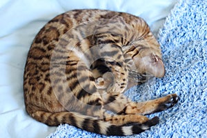 Bengal cat comfortably sleeping portrait