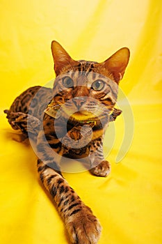 Bengal Cat photoshoting in photo studio on color background