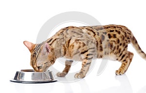 Bengal cat eating food.