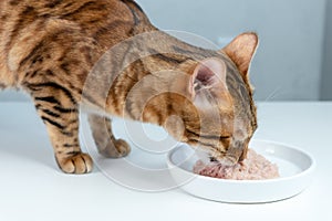 Bengal cat eats canned cat food with tuna from a white ceramic plate