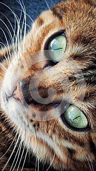 Bengal Cat Face photo