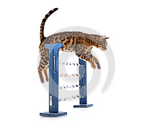 Bengal cat in studio