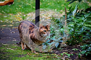 Bengal cat in garden environment observing something in the distance