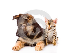 Bengal cat and german shepherd puppy dog together. isolated on white background