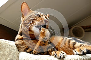 Bengal cat grooming itself