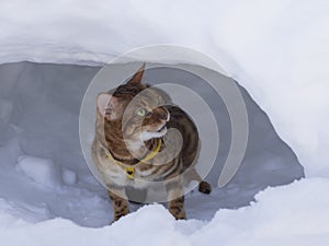 Bengal cat guards the winter den