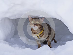 Bengal cat guards the winter den