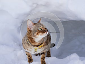 Bengal cat guards the winter den