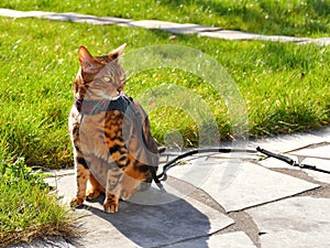 Bengal cat on a harness and leash sitting outside