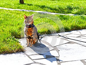 Bengal cat on a harness and leash sitting outside front view