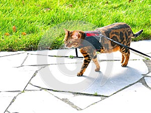 Bengal cat on a harness and leash on a stroll outside