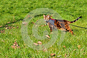 Bengal cat on a harness and leash on a stroll outside in the grass side view