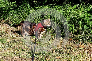 Bengal cat on a harness and leash on a stroll outside side view