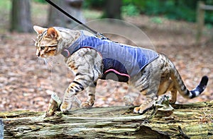 A bengal cat in a harness photo