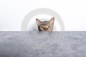 Bengal cat hiding behind table