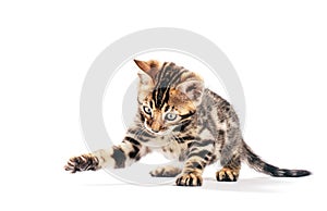 Bengal cat hunting and catching with his paw, isolated on white