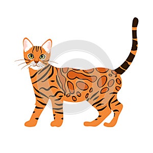 Bengal cat isolate on white background. Cartoon orange tabby spotted cat kitten icon vector. Hand drawn