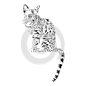 Bengal cat, isolated animal vector illustration