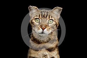 Bengal Cat on isolated Black Background