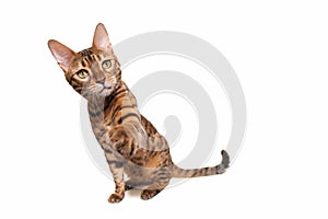 Bengal cat. Isolated on white background