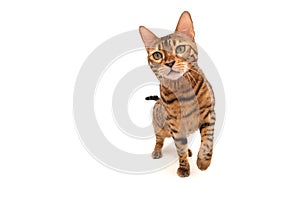 Bengal cat. Isolated on white background