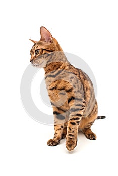 Bengal cat. Isolated on white background