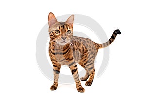 Bengal cat. Isolated on white background