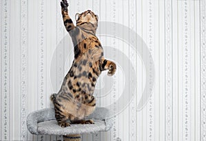 Bengal cat jumping
