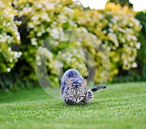 Bengal Cat jumping in the garden