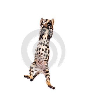 Bengal cat jumping high, isolated on white background