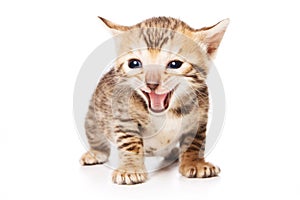 Bengal Cat kitten meows isolated