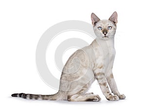 Bengal cat kitten on white background
