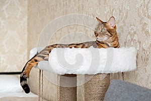 Bengal cat laying on the top of the scratcher