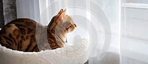 Bengal cat laying on the top of the scratcher