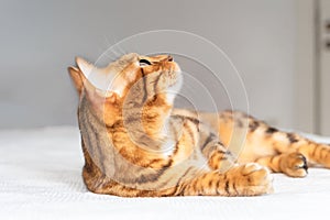 Bengal cat lies on the bed and looks up