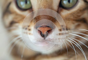 A Bengal cat lies and looks at the camera