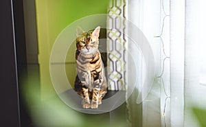 Bengal cat like a leopard sneaks at home with green plant in front