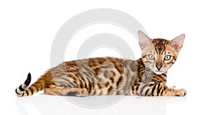 Bengal cat looking at camera. isolated on white background